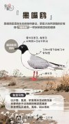 <b>黄河三角洲每旬会送来迁移的黑嘴鸥</b>